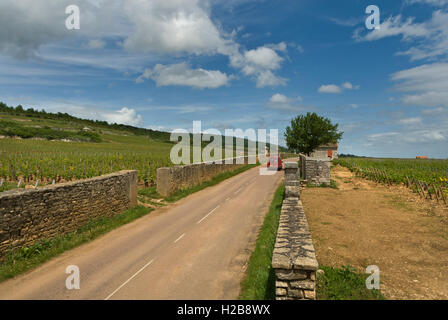 Burgunder Weinstraße durch feine Bourgogne Weinberge von Chassagne-Montrachet mit Hügel von Corton Cote d'Or Burgund Farnce Stockfoto