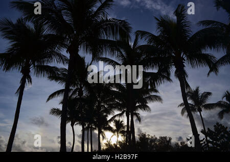 Schöne Palmen am Meer Stockfoto