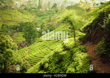 Malaysia grüne Landschaft Stockfoto