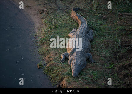 Eine massive Krokodil genießen die letzten die goldenen Sonnenstrahlen am Nachmittag an der Crocodile River Stockfoto