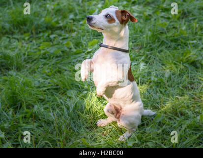 Hund in betteln Pose schwarz anti-floh und Zecke Kragen tragen Stockfoto