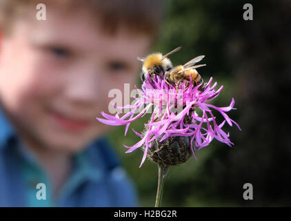 Kinder und Natur - bekommt ein kleines Kind eine Nahaufnahme von zwei Bienen Pollen zu sammeln. Lernen über die Natur. Stockfoto