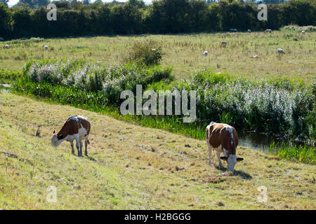 Kühe in der Nähe von Entwässerung Reen, Gwent Ebenen, in der Nähe von Newport, South Wales, UK Stockfoto