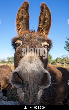 Lustige Esel Stockfotografie - Alamy