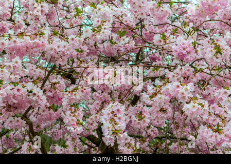 Kirschblüte Closeup, Divonne Les Bains, Frankreich Stockfoto