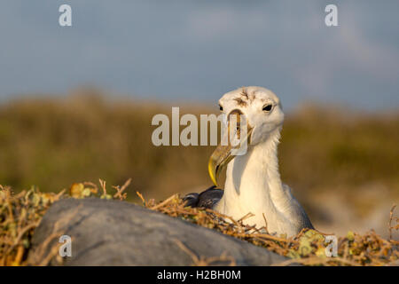 Winkte oder sitzen auf Nest in Espanola Insel Galapagos Ecuador Galapagos-Albatros Stockfoto