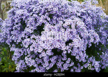 Aster Little Carlow in Blüte im Herbst Stockfoto