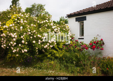 Eine ausgereifte rose Madame Alfred Carrière Blüte in einer gemischten Grenze einschließlich rosa Dublin Bay Stockfoto