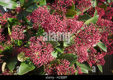 Skimmia Japonica Rubella Stockfoto