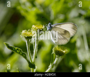 Holz weiß Schmetterling thront auf Blüte.  Chiddingfold Wald, Surrey, England. Stockfoto