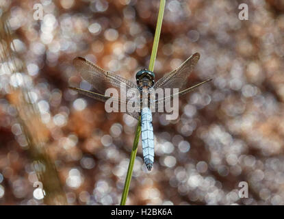 Gekielte Abstreicheisen Libelle thront auf Reed. Thursley Common, Surrey, England. Stockfoto