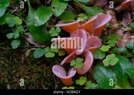 ein Hirneola Auricula-Judae oder Auricularia Auricula-Judae Pilz, auch bekannt als Jude Ohr, Holz Ohr oder Gelee Ohr, Holz Ohr, Stockfoto