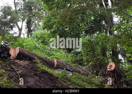 Schneiden Sie Protokolle in den Wald von Santo Domingo, Antigua, Guatemala Stockfoto