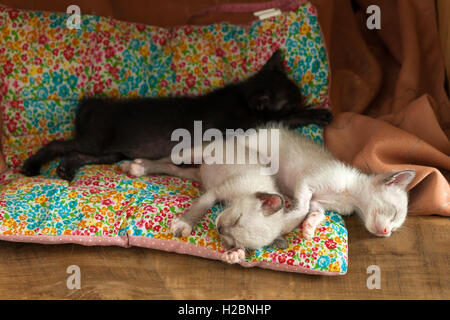 Entspannen Gruppe niedlichen Kätzchen Katze schläft gemütlich Rest hautnah Stockfoto