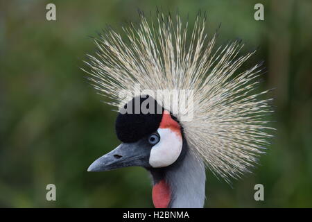 Majestic grau gekrönt Kran. Stockfoto