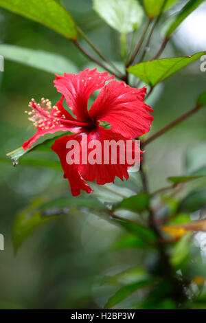 Puerto-Ricanischer Hibiskus, Amapola (Thespesia Grandiflora), Caribbean National Forest, El Yunque, Rio Grande, Puerto Rico Stockfoto