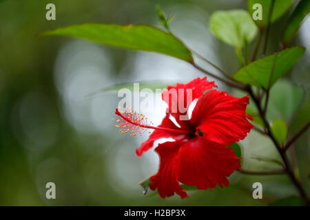 Puerto-Ricanischer Hibiskus, Amapola (Thespesia Grandiflora), Caribbean National Forest, El Yunque, Rio Grande, Puerto Rico Stockfoto