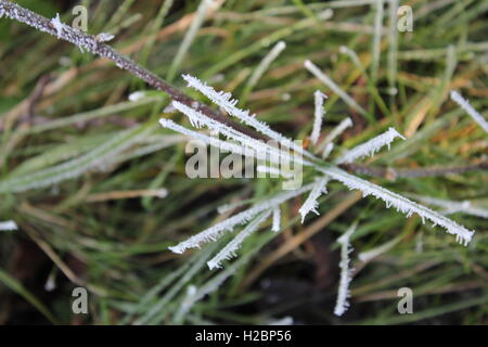 Herr Frost - hart arbeiten, um die Erde Grün und weiß zu decken Stockfoto