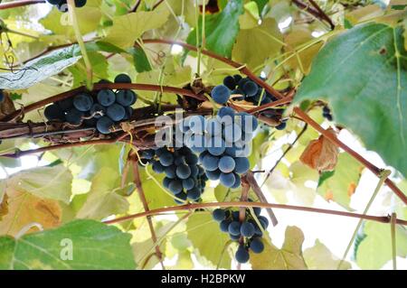 Lila Concord-Trauben am Rebstock hängen Stockfoto