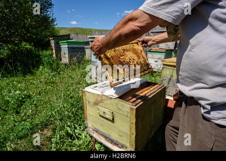 Imker inspiziert seine Bienenstock Prüfung der Biene Partitionen und Zeitschriften in der Sommersonne Stockfoto