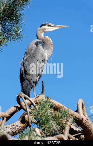 Great Blue Heron oder Ardea Herodias thront auf einem Ast, Vancouver, Britisch-Kolumbien, Kanada Stockfoto