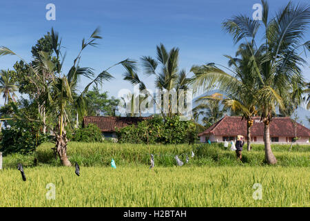 Indonesien, Bali, Payangan, Susut, Vogel Nageltiereverscheucher über Reisfeld, wie Ernte reift Stockfoto