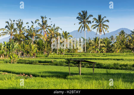 Indonesien, Bali, Payangan, Susut, Reis Felder Wih westlichen Vulkane in Ferne Stockfoto