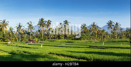 Indonesien, Bali, Payangan, Susut, Reisfelder mit westlichen Vulkane in Ferne, Panorama Stockfoto