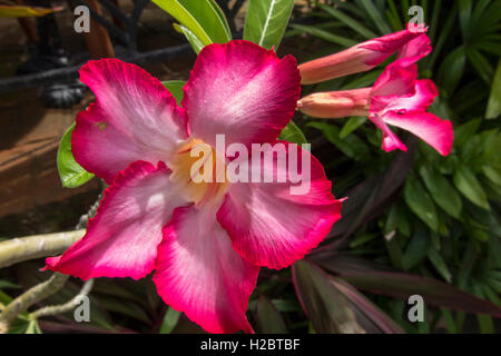 Indonesien, Bali, Flora, Wüstenrose Adenium Obesum rot- und tropischen Blumen, detail Stockfoto