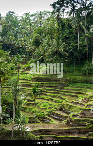 Indonesien, Bali, Tegallang, attraktive Reisterrassen am steilen Hang Stockfoto