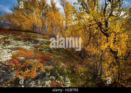 Birken in Herbstfarben im Dovrefjell Nationalpark, Norwegen. Stockfoto