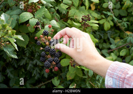 Weibliche Hand pflücken Brombeeren aus Hecken Sträucher im Sommer, UK. Stockfoto