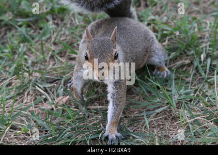 Zufällige Eichhörnchen Essen Stockfoto