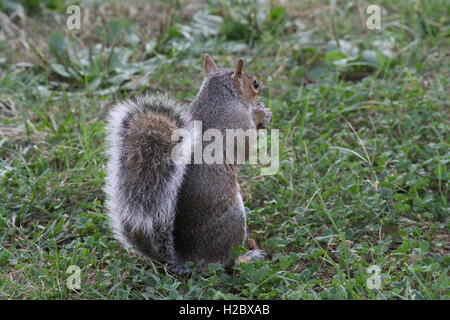 Zufällige Eichhörnchen Essen Stockfoto