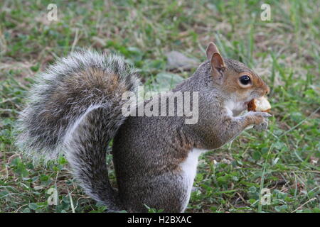 Zufällige Eichhörnchen Essen Stockfoto