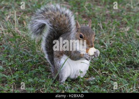 Zufällige Eichhörnchen Essen Stockfoto