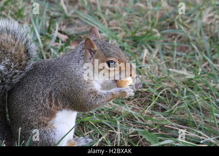 Zufällige Eichhörnchen Essen Stockfoto