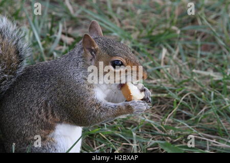 Zufällige Eichhörnchen Essen Stockfoto