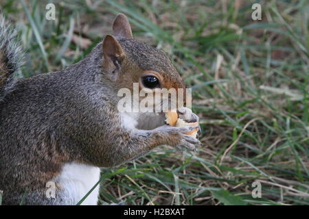 Zufällige Eichhörnchen Essen Stockfoto