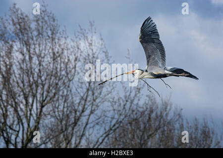 Graureiher, Ardea Cinerea, Rückkehr zu ihren Nistplatz mit einigen Nistmaterial. Lancashire, UK Stockfoto