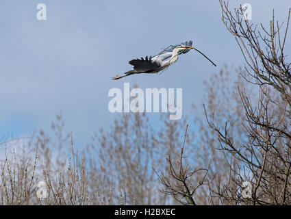 Graureiher, Ardea Cinerea, Rückkehr zu ihren Nistplatz mit einigen Nistmaterial. Lancashire, UK Stockfoto