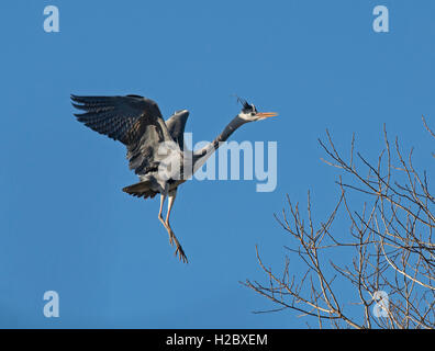 Graureiher Ardea Cinerea, über den Boden im Walde, Rückkehr zu ihren Nistplatz. Lancashire, UK Stockfoto