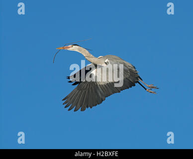 Graureiher, Ardea Cinerea, Rückkehr zu ihren Nistplatz mit einigen Nistmaterial. Lancashire, UK Stockfoto