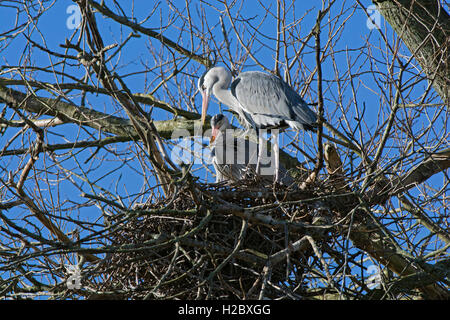 Graureiher Ardea Cinerea, paar Nestbau auf der Spitze eines Baumes in Lancashire, UK Stockfoto