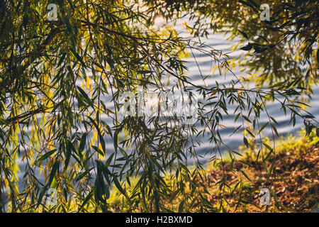 Sommer oder frühen Herbst Park mit Teich, Fluss und Trauerweide Bäume am Ufer Stockfoto