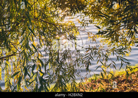 Sommer oder frühen Herbst Park mit Teich, Fluss und Trauerweide Bäume am Ufer Stockfoto