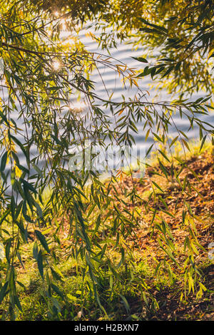 Sommer oder frühen Herbst Park mit Teich, Fluss und Trauerweide Bäume am Ufer Stockfoto