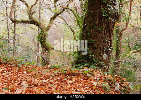 Herbstwald bei Mata da Albergaria, Geres Nationalpark, Portugal Stockfoto