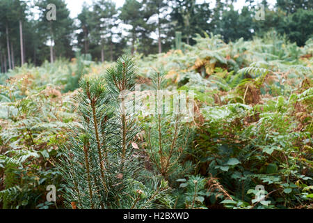 Kiefer (Pinus Sylvestris) Bäume wachsen in einer Forstwirtschaft Plantage, UK. Stockfoto