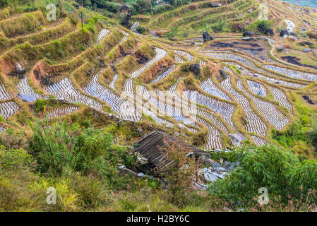 Longsheng terrassierten Reisfelder bei bewölktem Wetter, Guilin, Guangxi, China Stockfoto